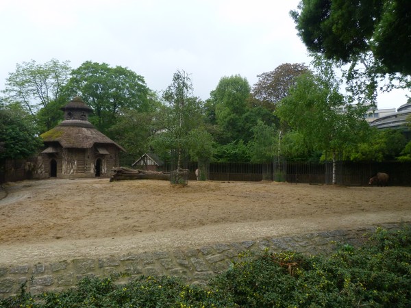 Przewalski's wild horse paddock