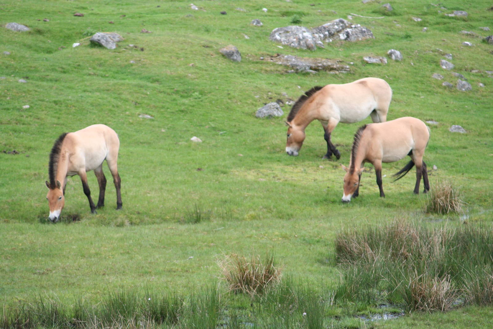 Przewalski's Wild Horse