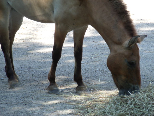 Przewalski's Wild Horse