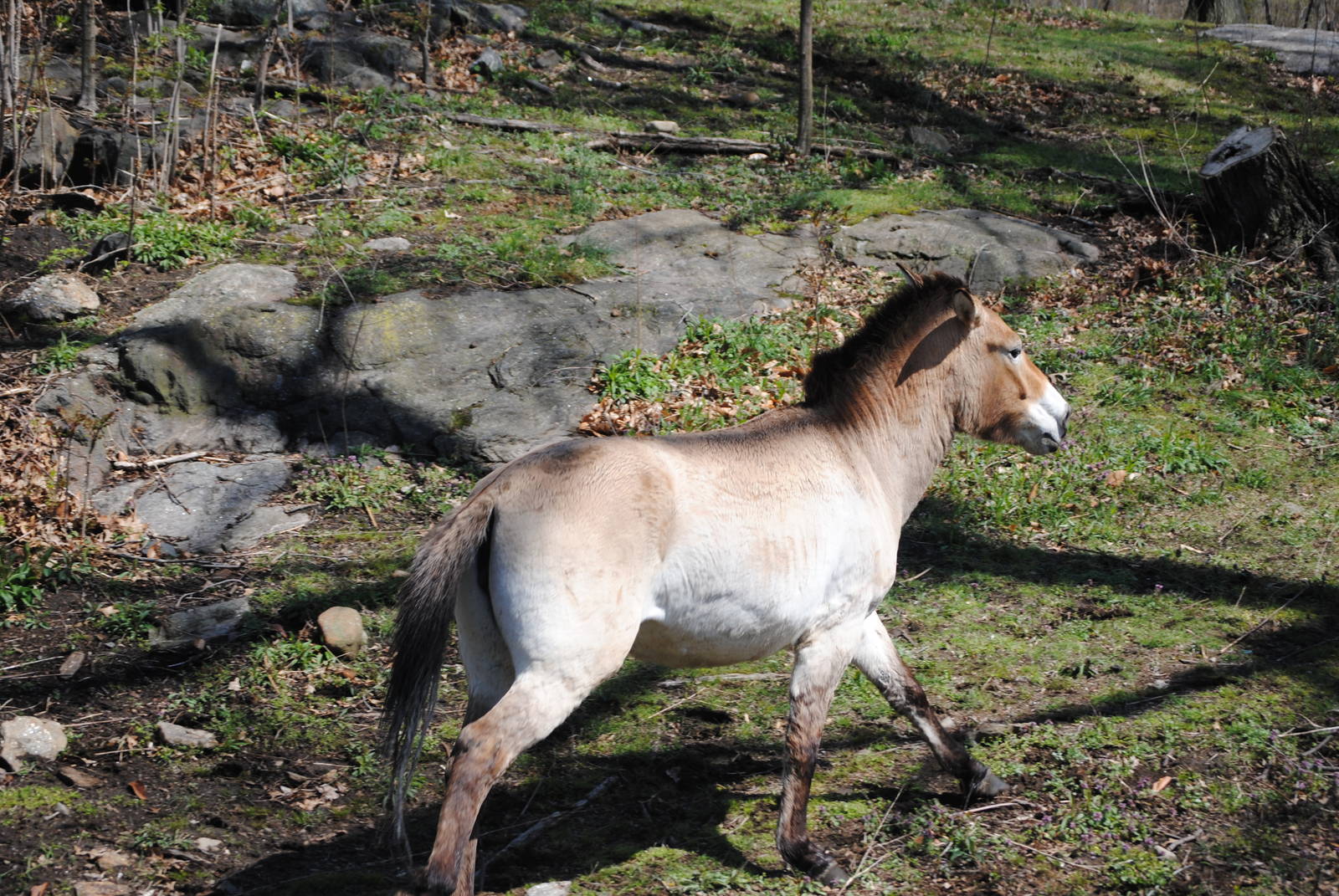 Przewalski's Wild Horse