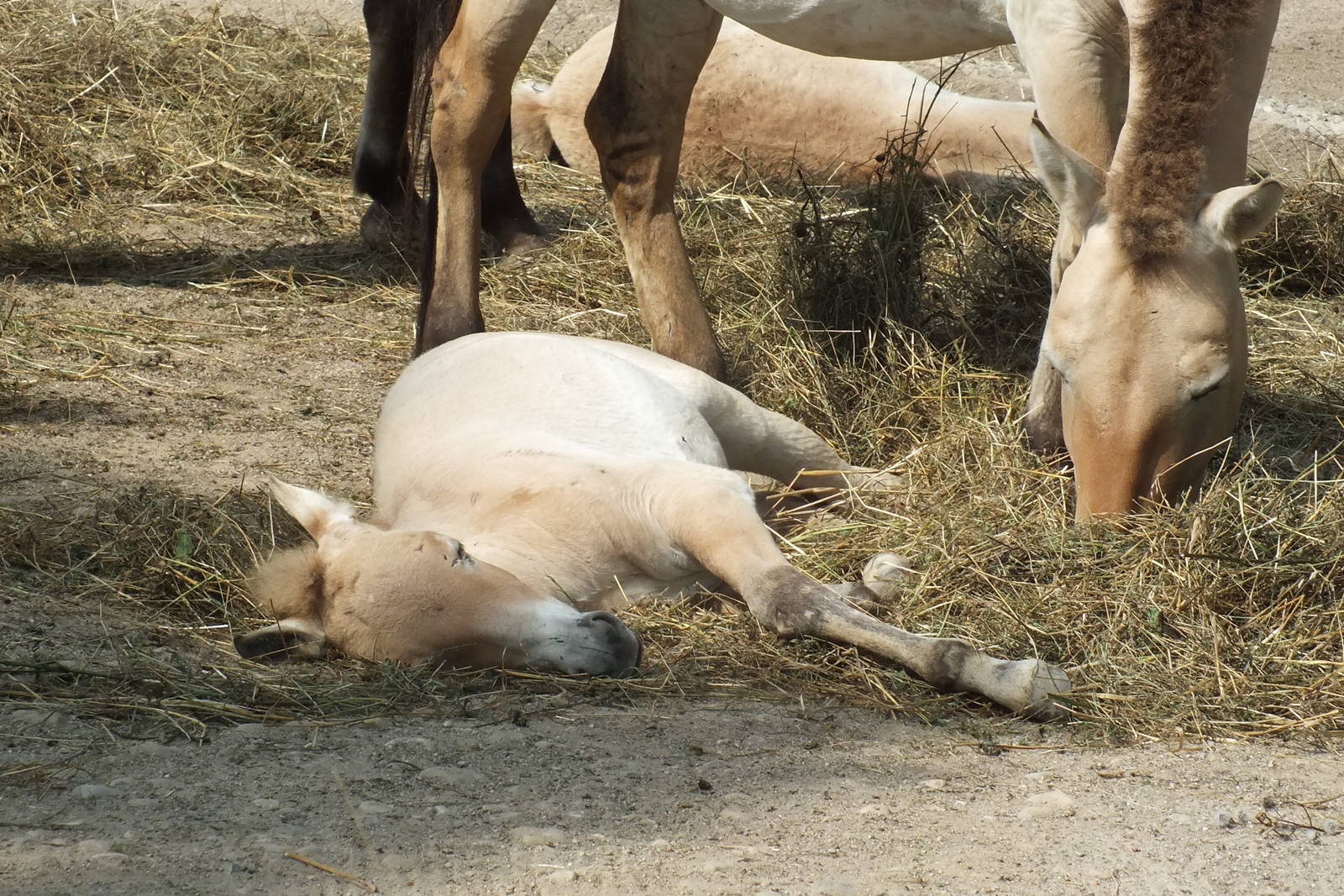 Przewalski's Wild Horse
