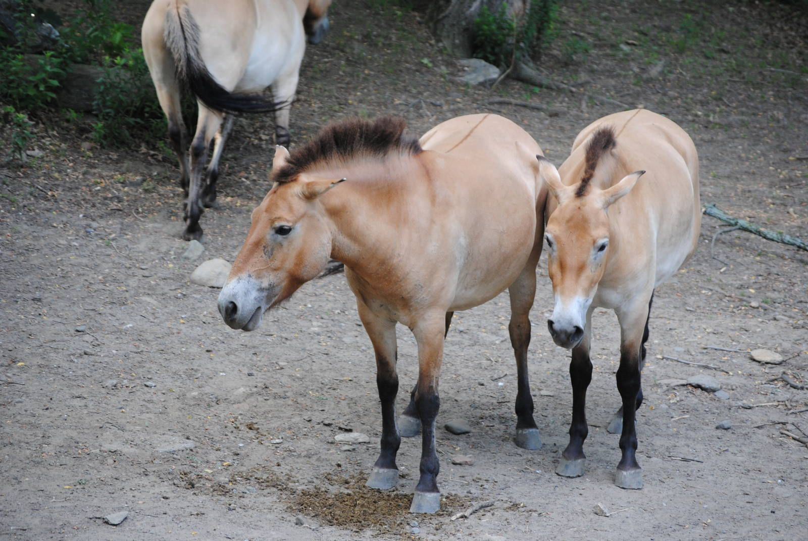 Przewalski's Wild Horse