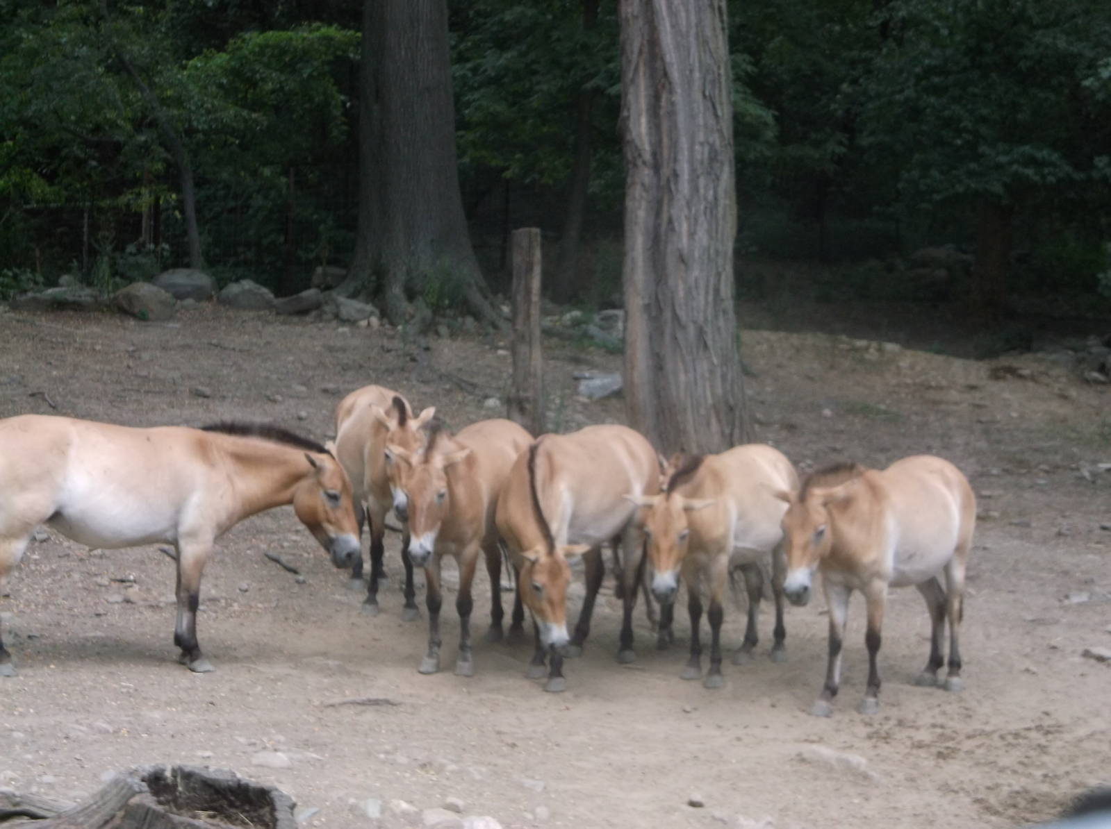 Przewalski's Wild Horse