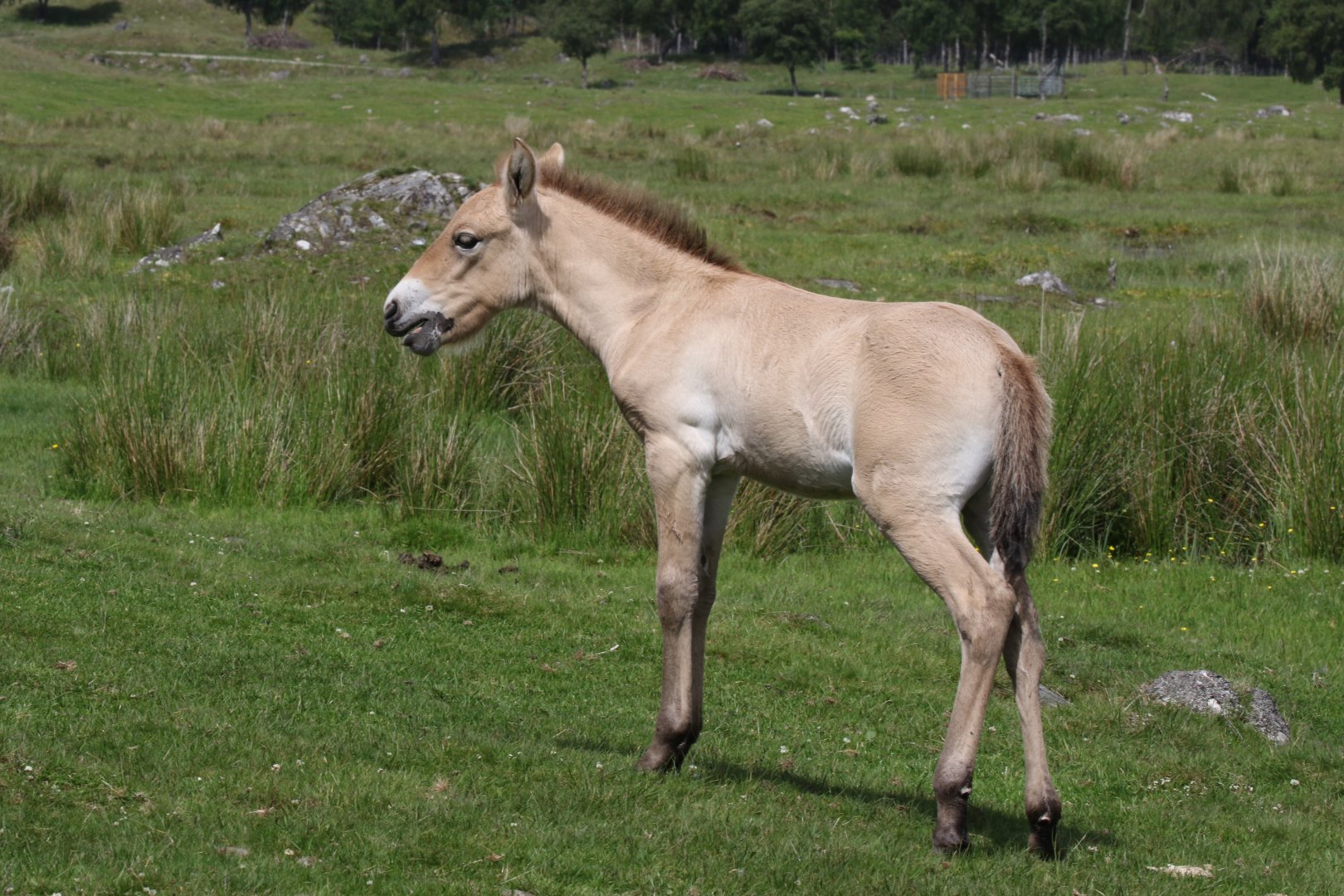 Przewalski's Wild Horse