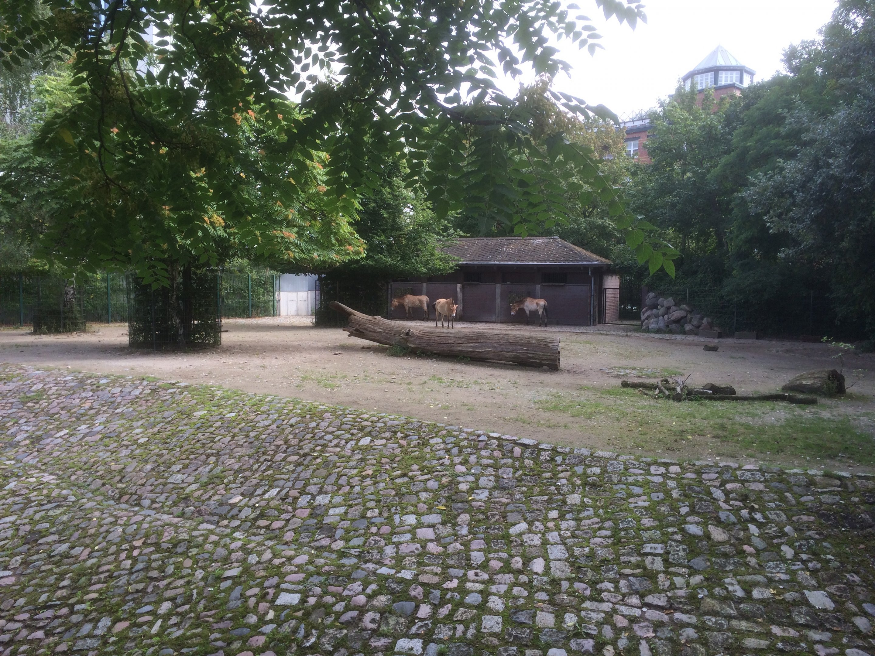 Przewalski's wild horse