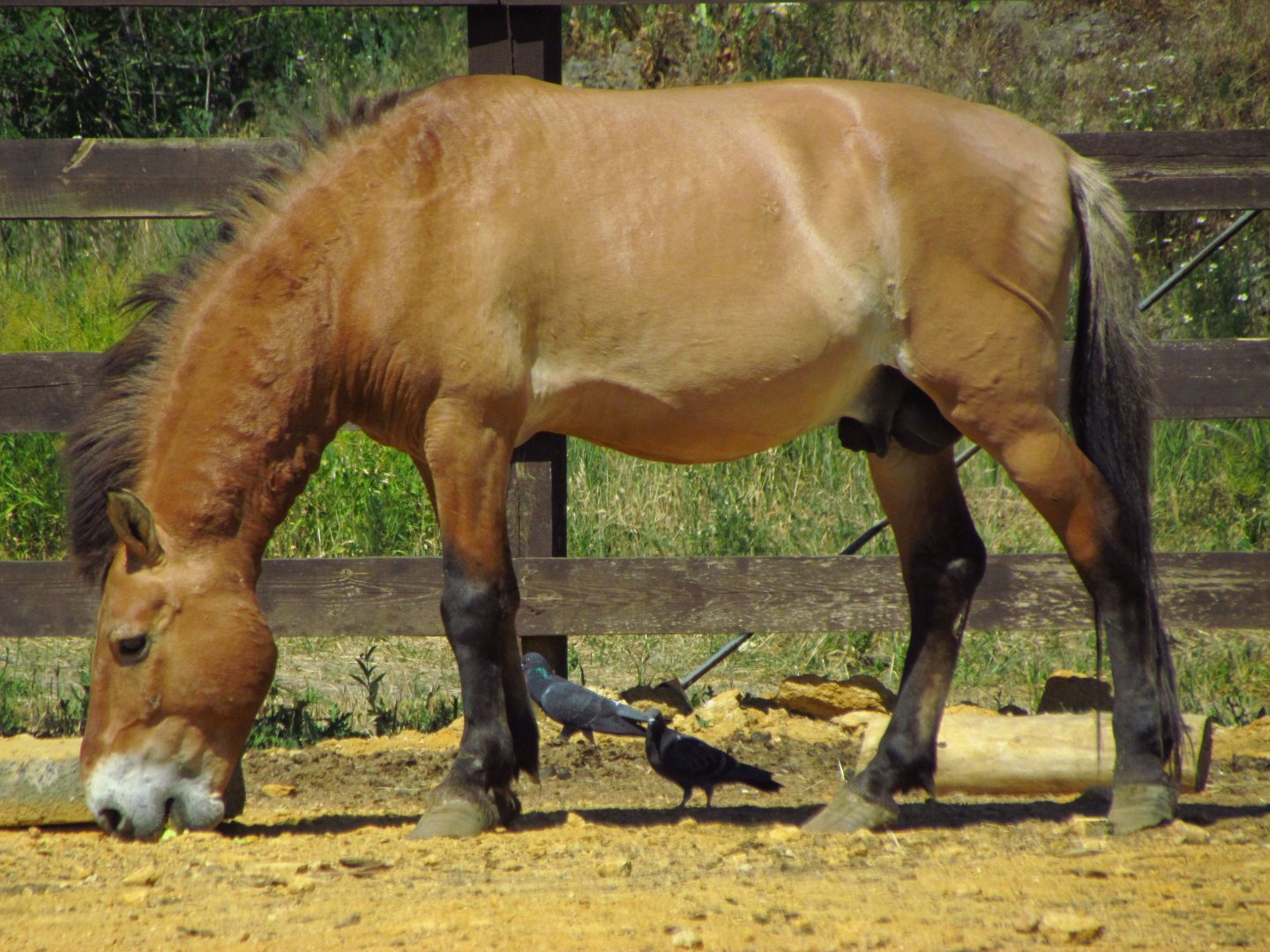 Przewalski's wild horse