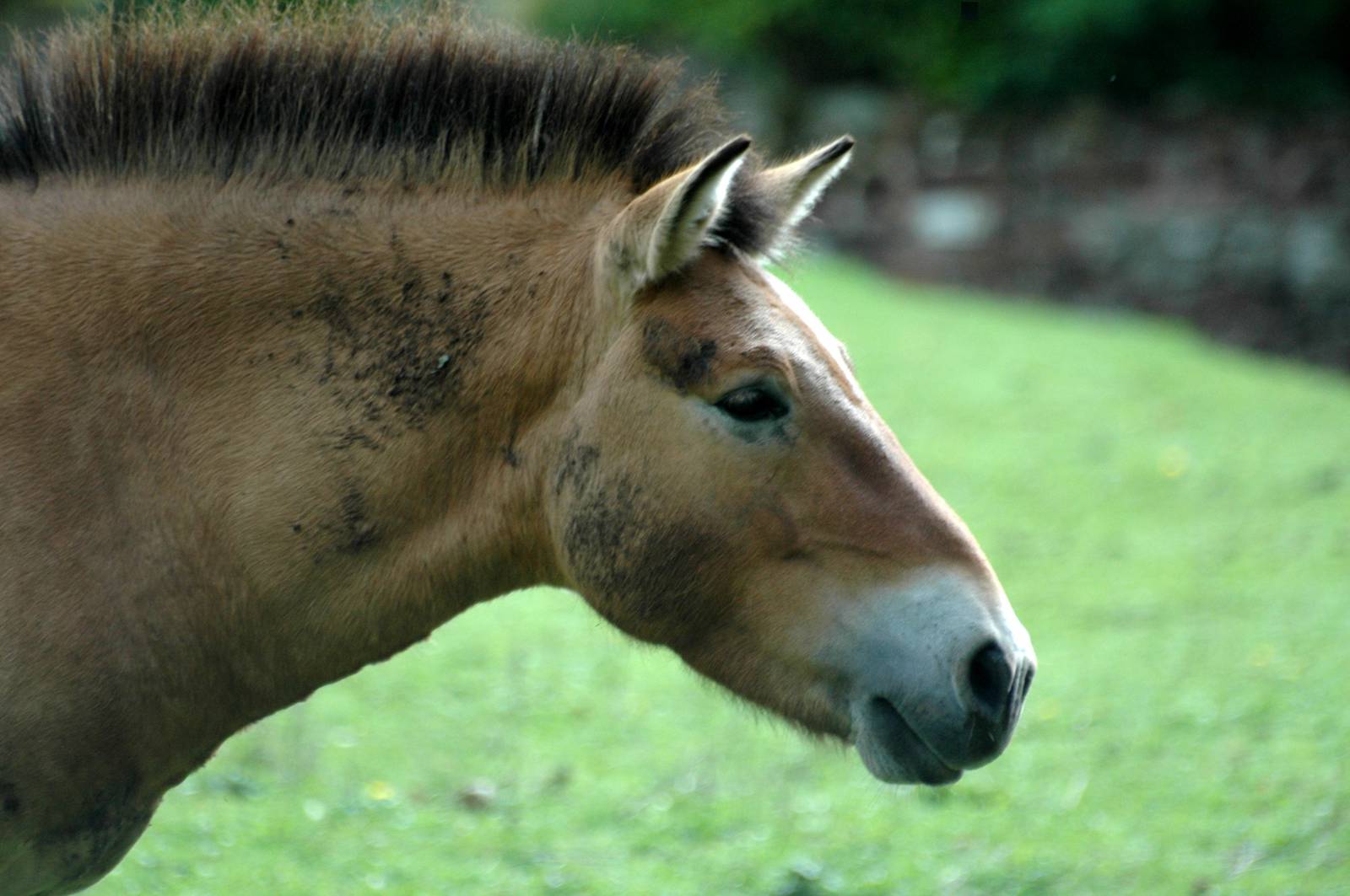 Przewalski's Wild Horse