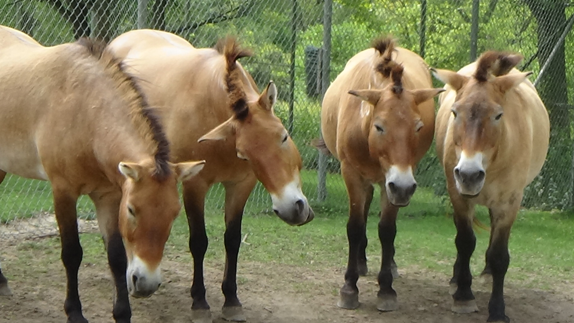 Przewalski's wild horse