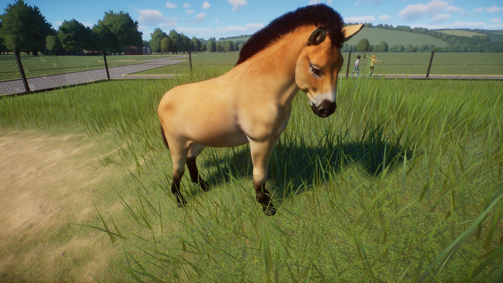 Przewalskis Wild Horse