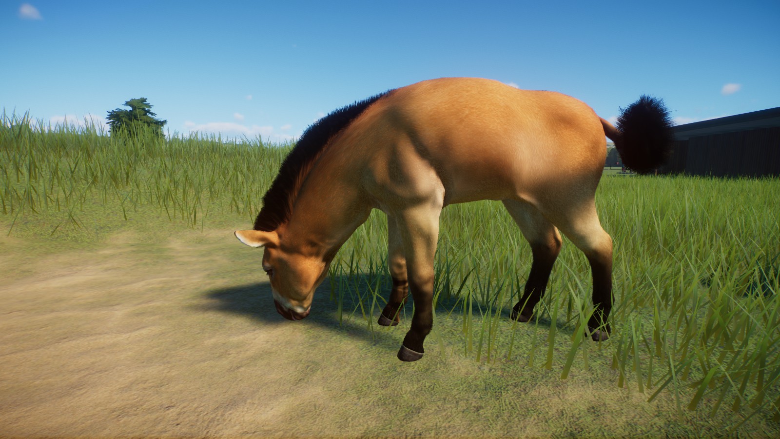 Przewalskis Wild Horse