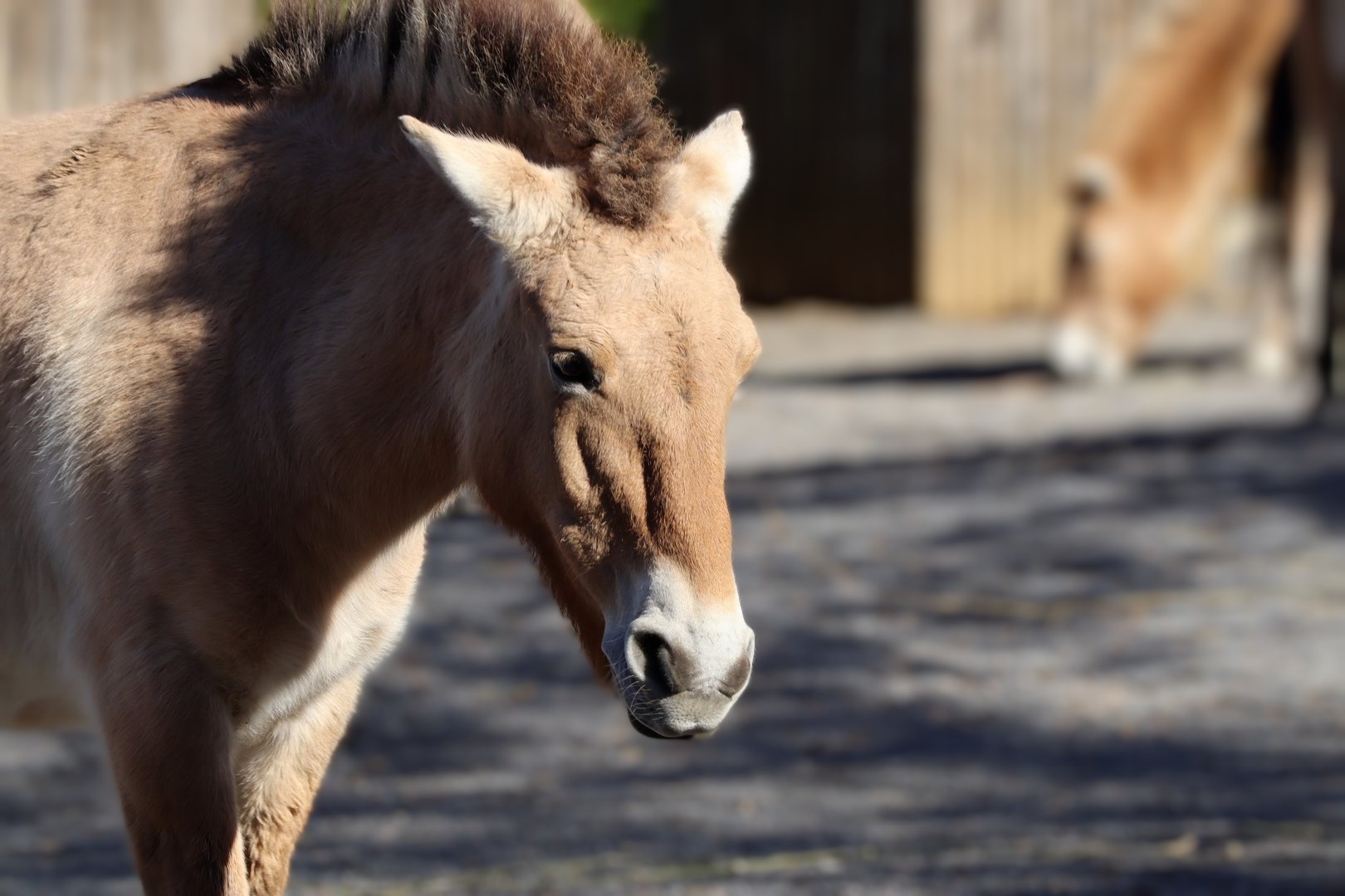 Przewalski's Wild Horse