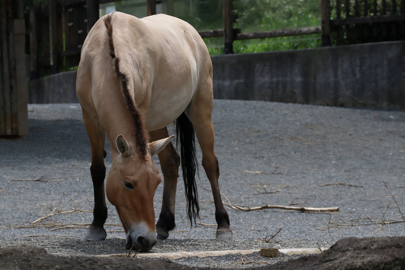 Przewalski's Wild Horse