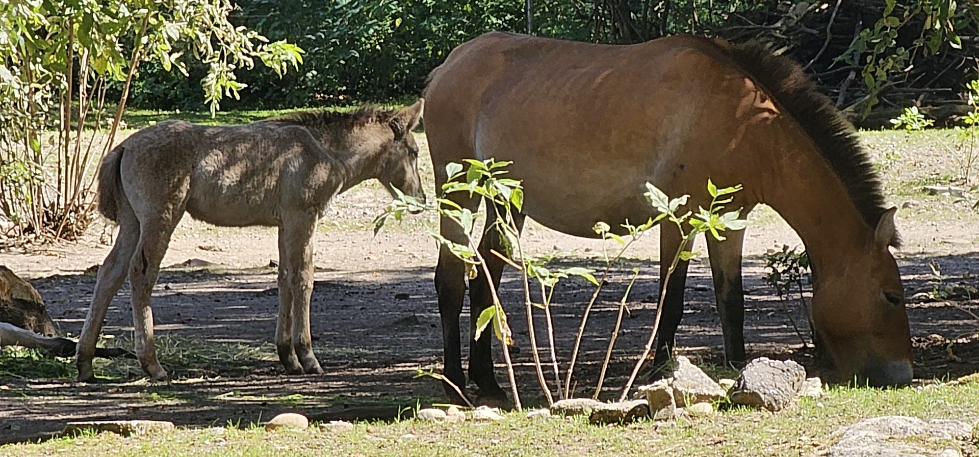 Przewalski's wild horse