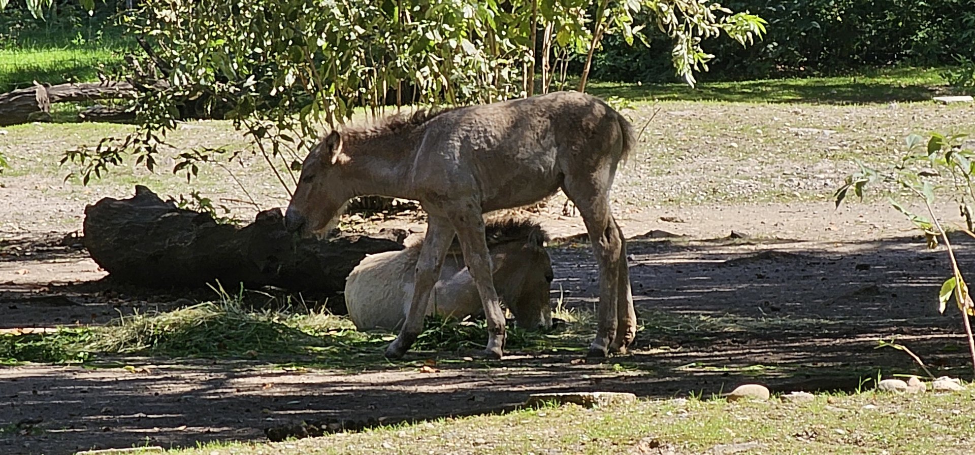 Przewalski's wild horse /