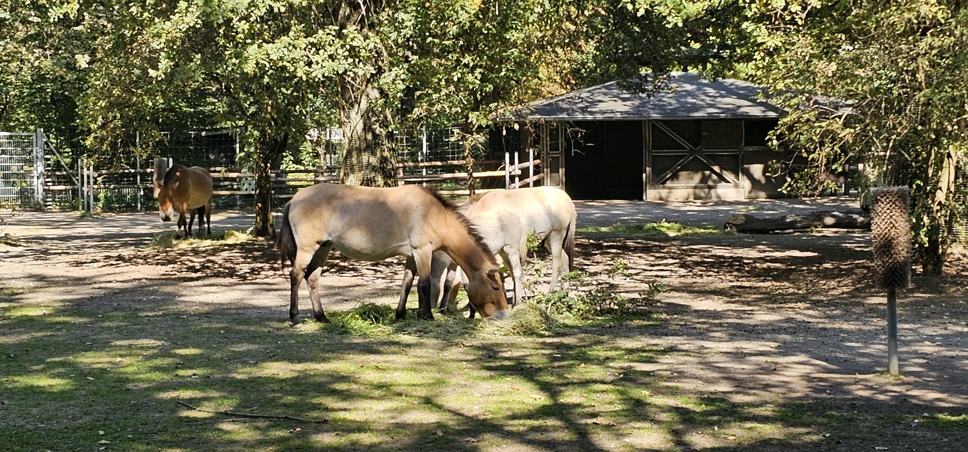 Przewalski's wild horse