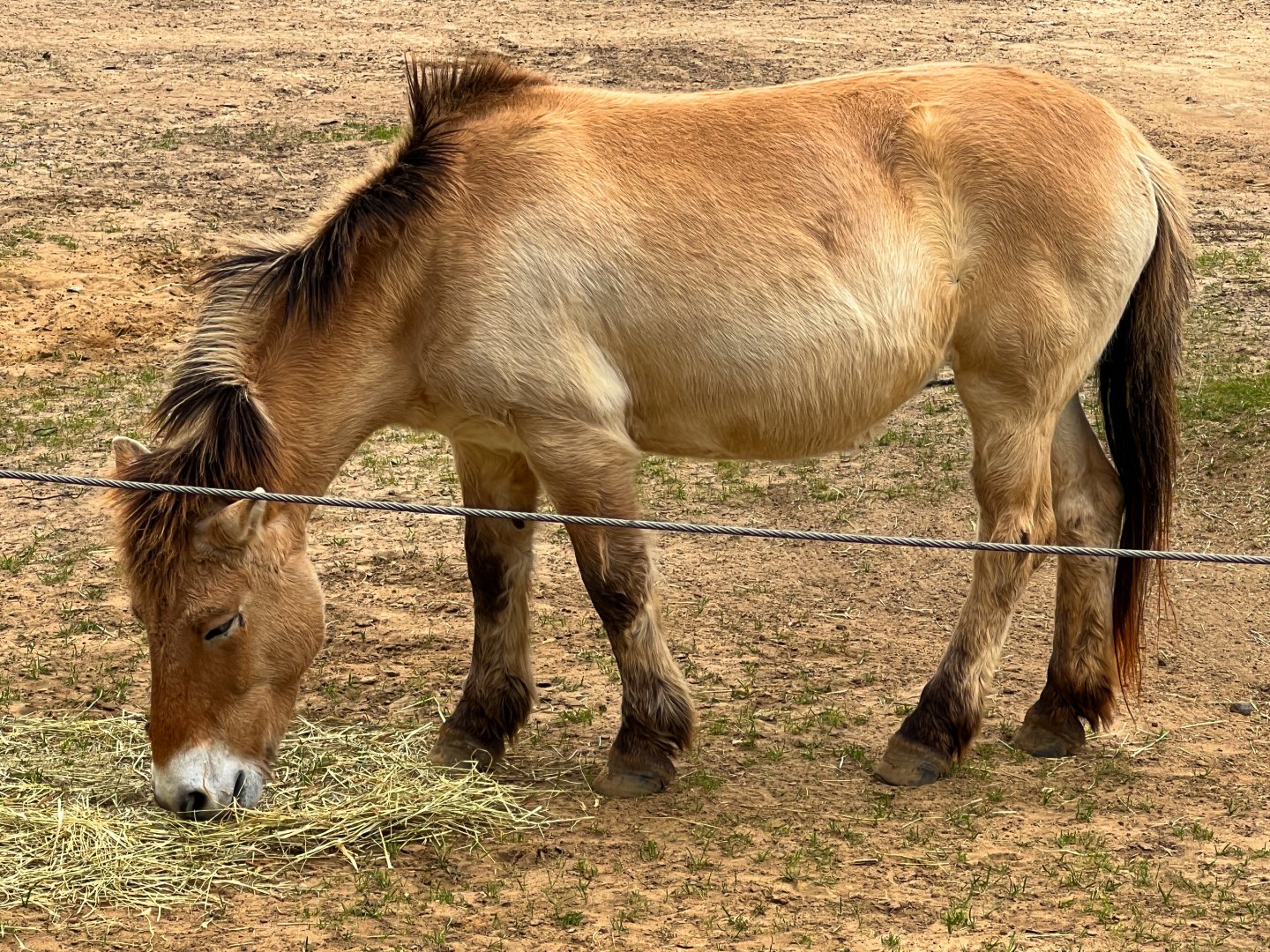 Przewalski's Wild Horse