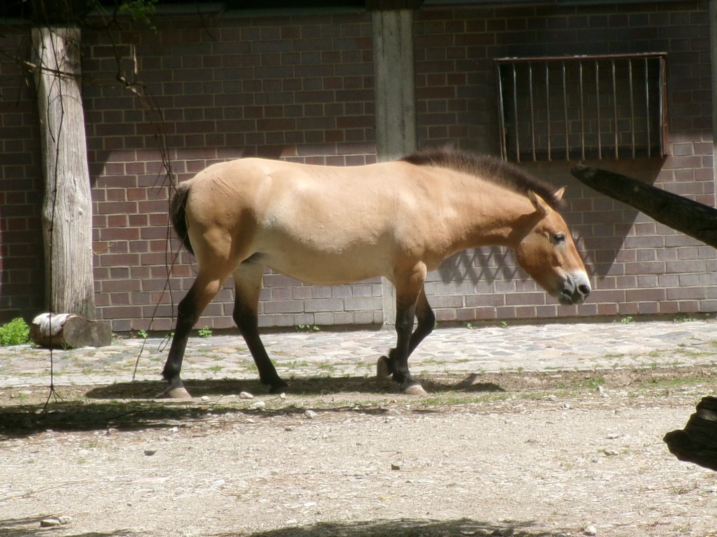Przewalski's wild horse