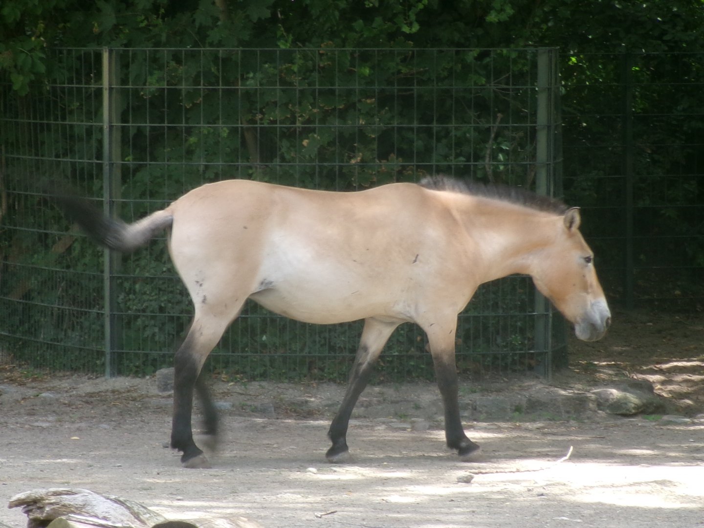 Przewalski's wild horse