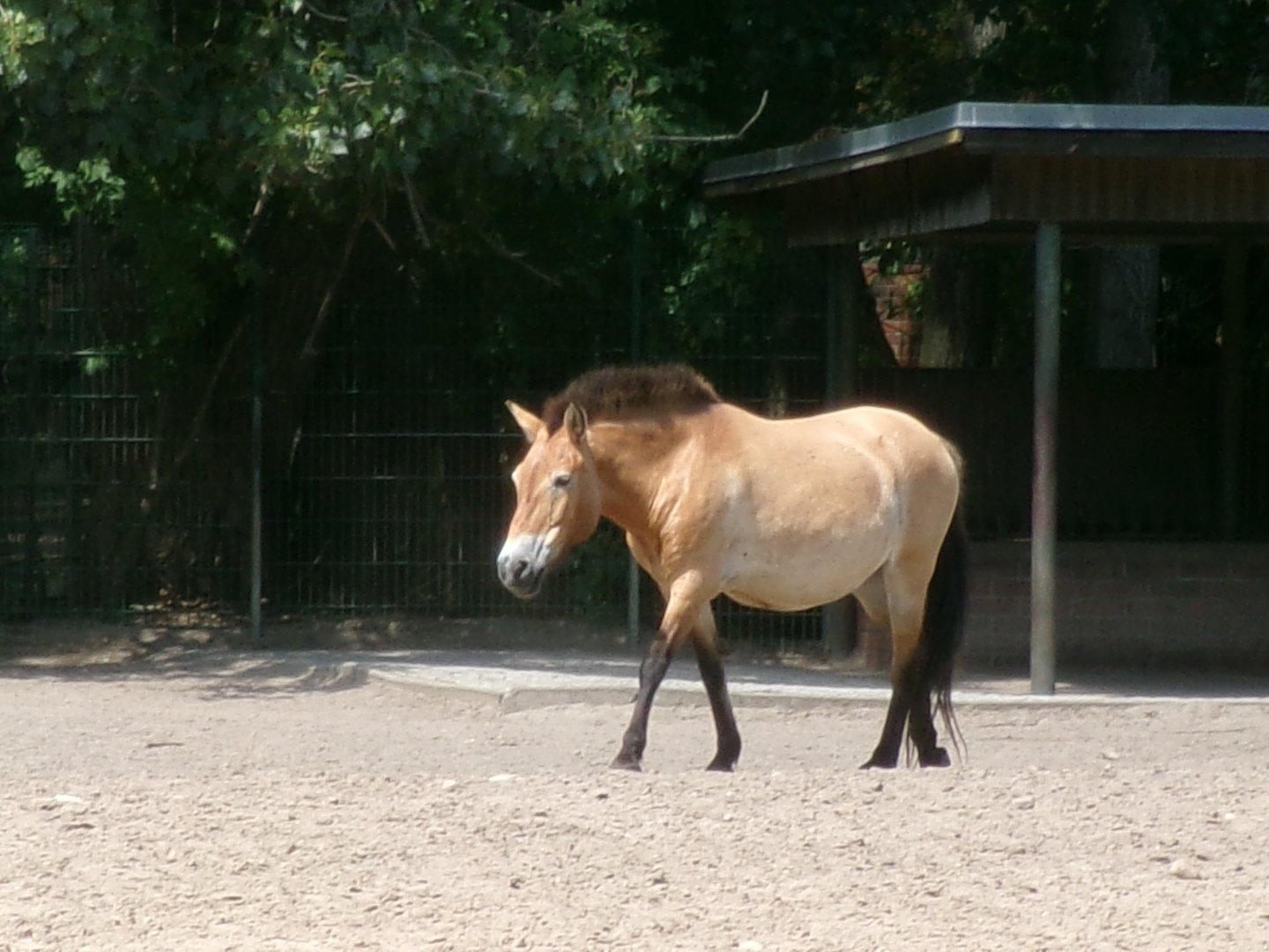 Przewalski's wild horse