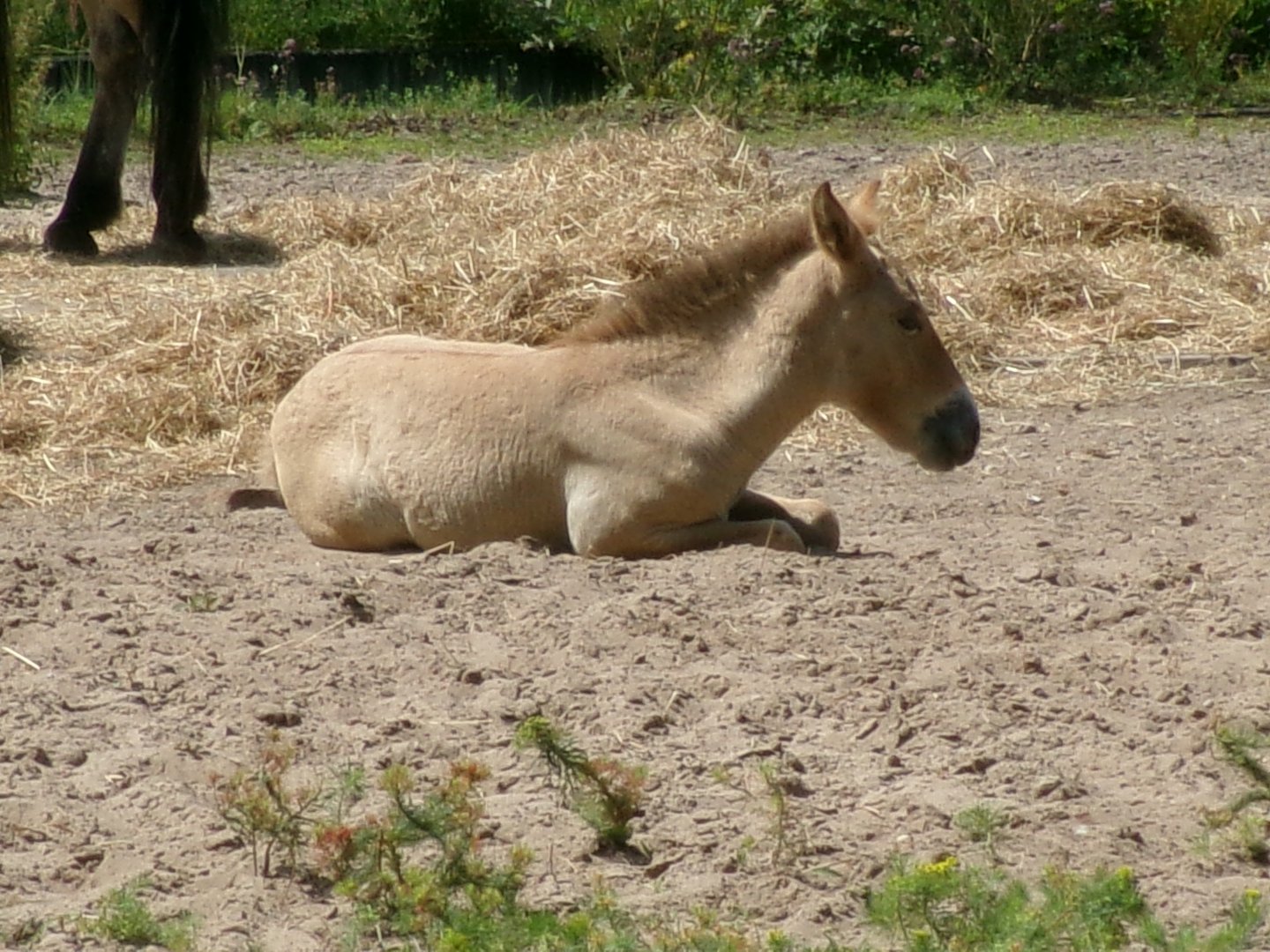 Przewalski's wild horse