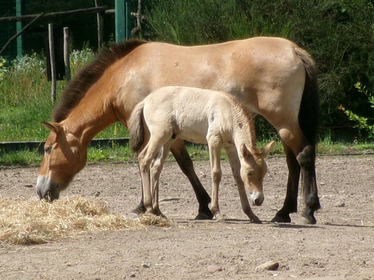 Przewalski's wild horse