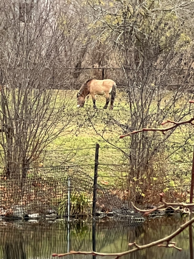Przewalski’s Wild Horse