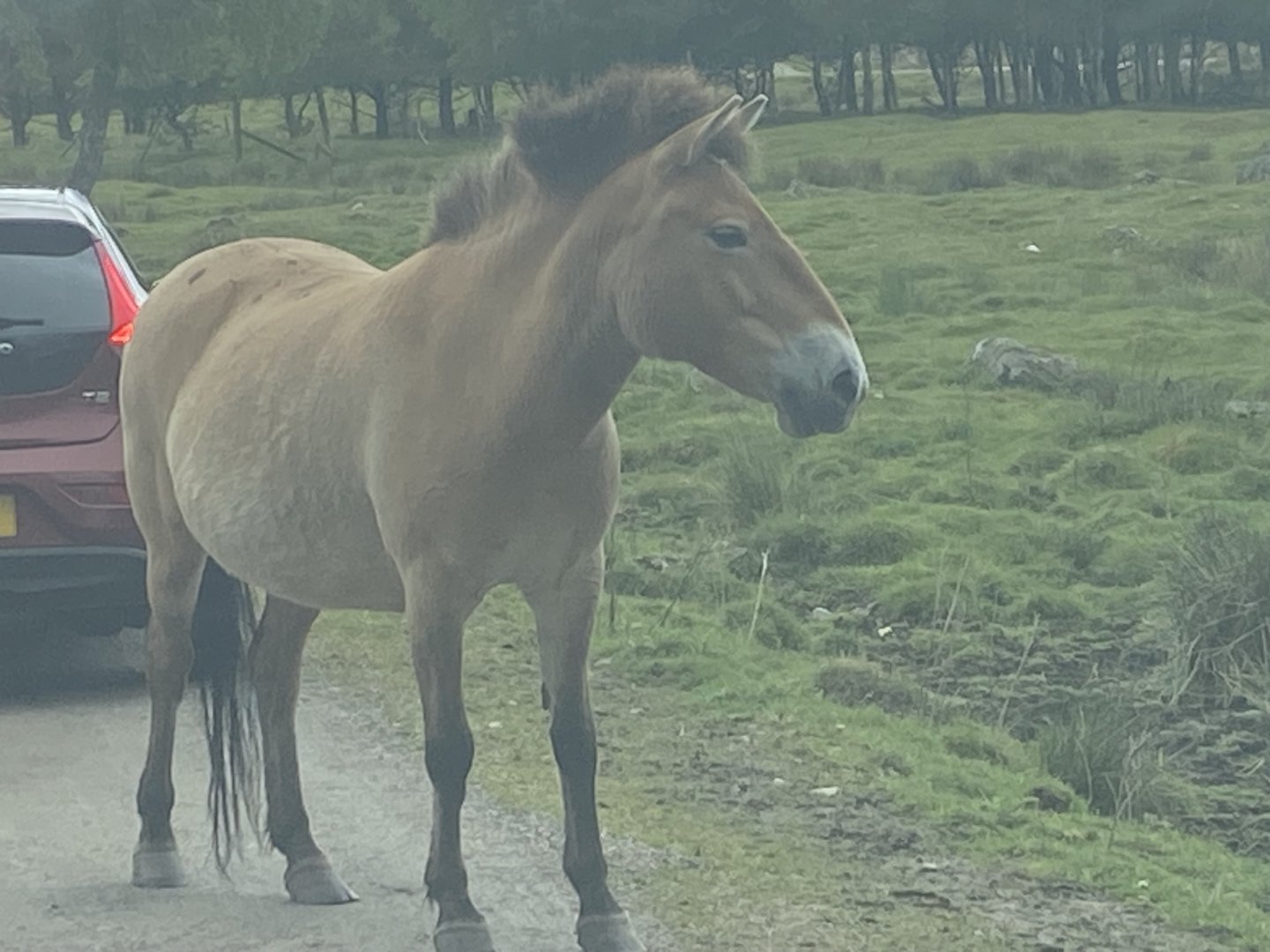 Przewalski’s wild horse