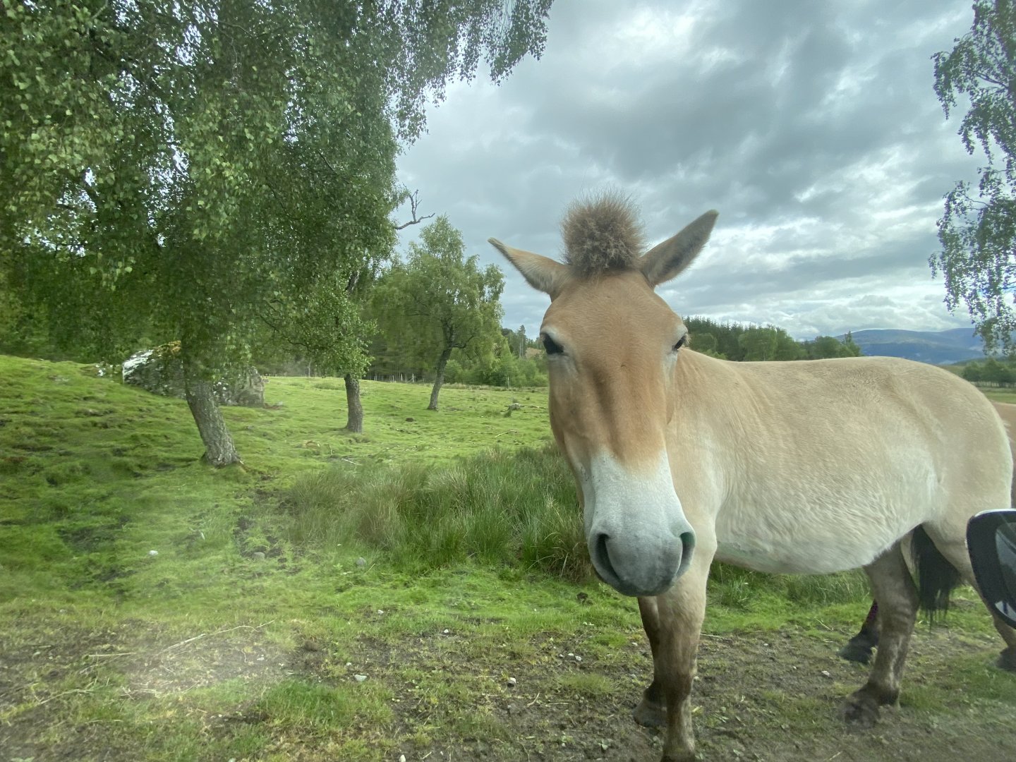 Przewalski’s wild horse