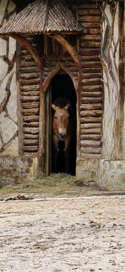 Przewalski's wild horse