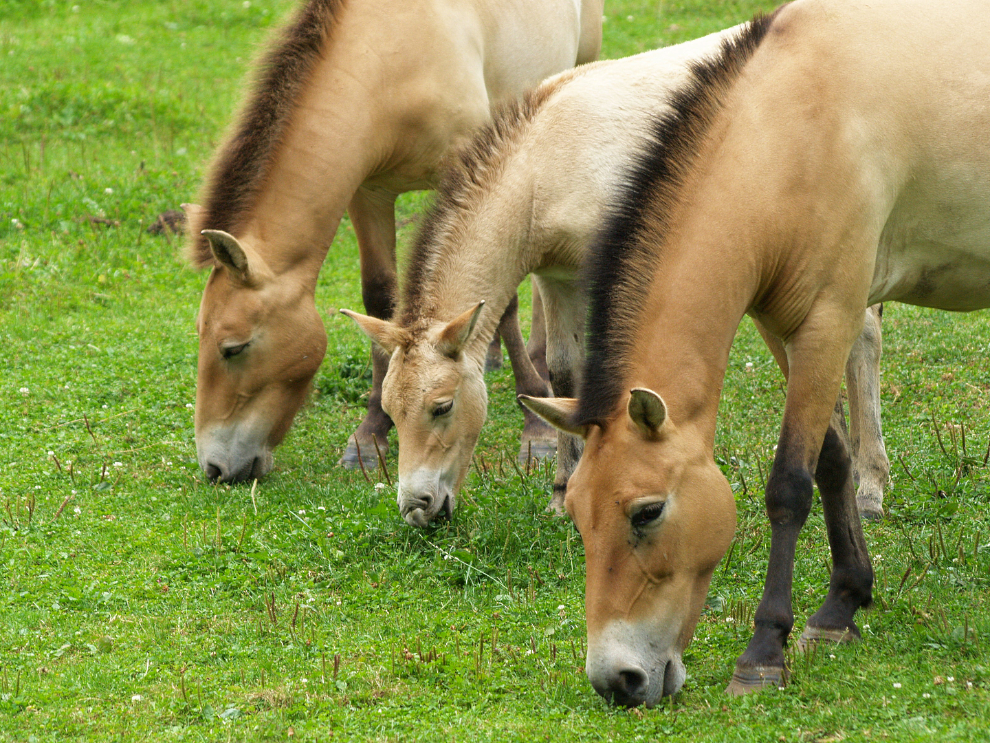 Przewalski's wild horses (Equus ferus przewalskii), 2008-08-02