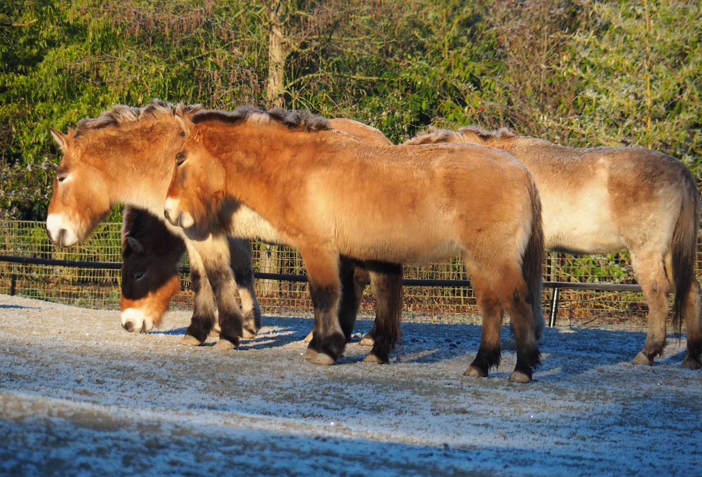 Przewalski's wild horses (Equus ferus przewalskii), Jan 20th, 2019