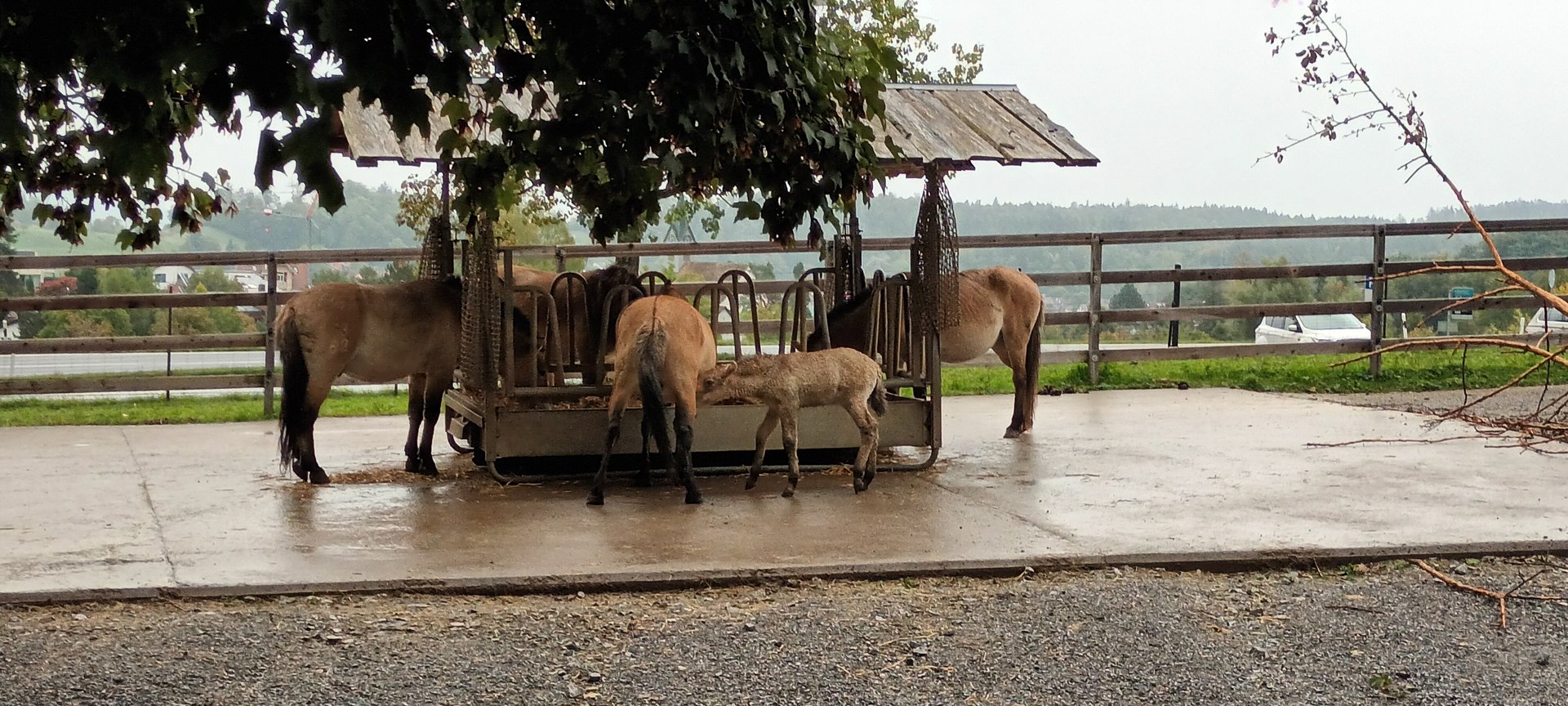 Przewalskis Wild Horses with Foal