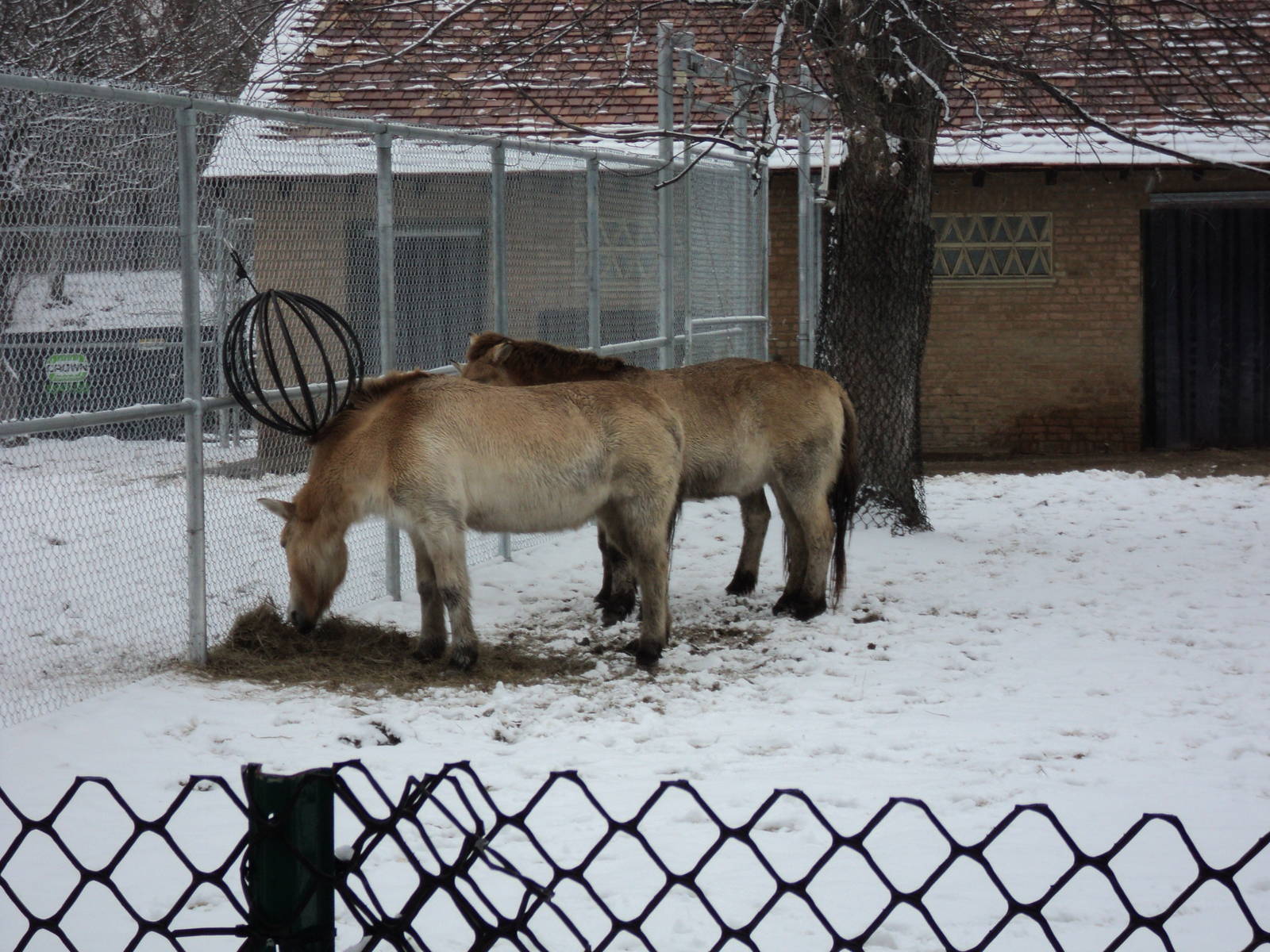 Przewalski's Wild Horses