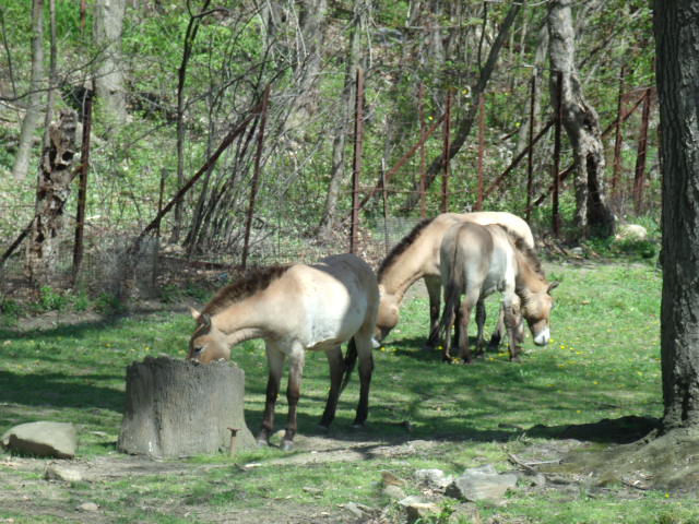 Przewalski's Wild Horses