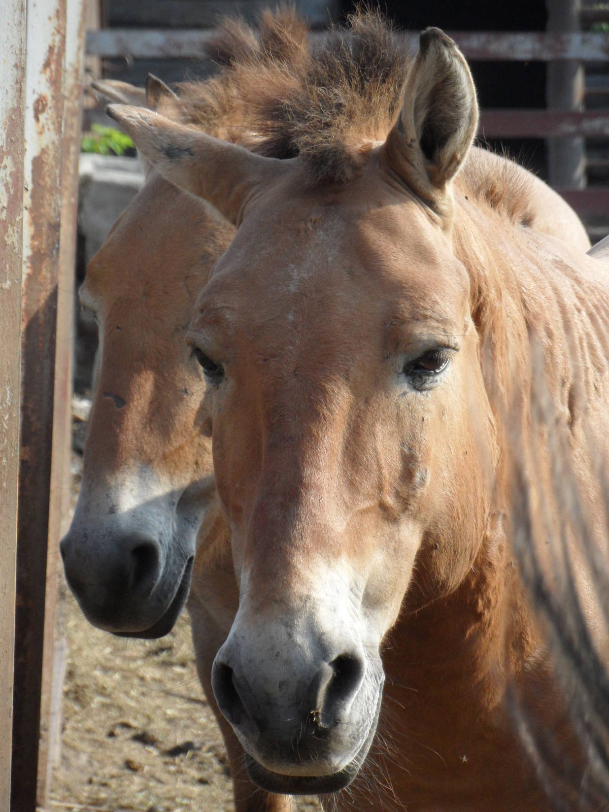 Przewalski's wild horses