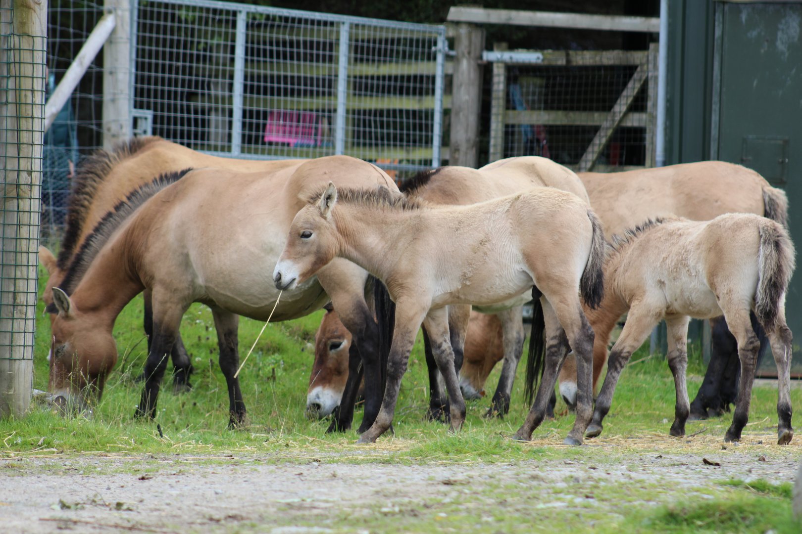 Przewalski's Wild Horses
