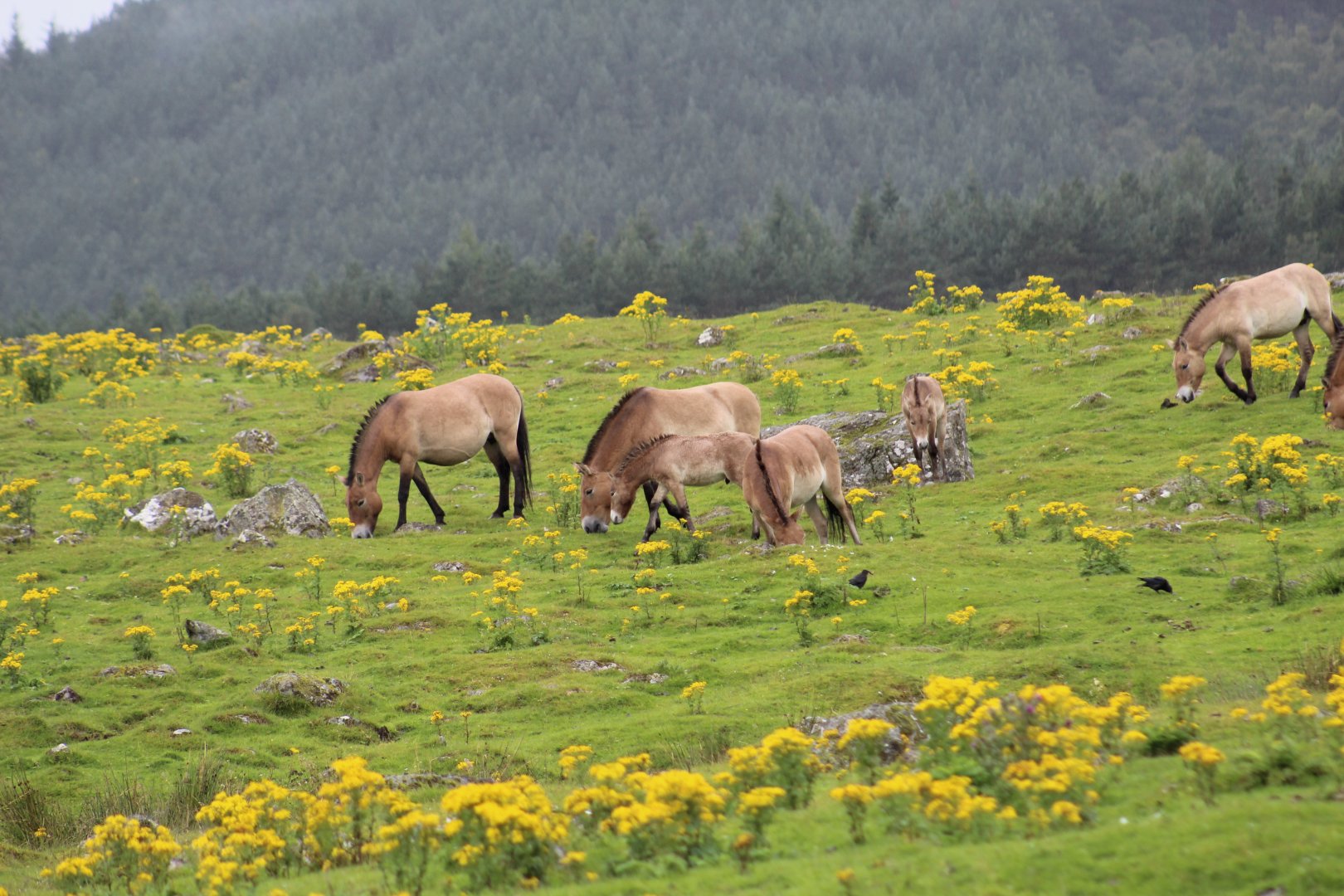 Przewalski's Wild Horses