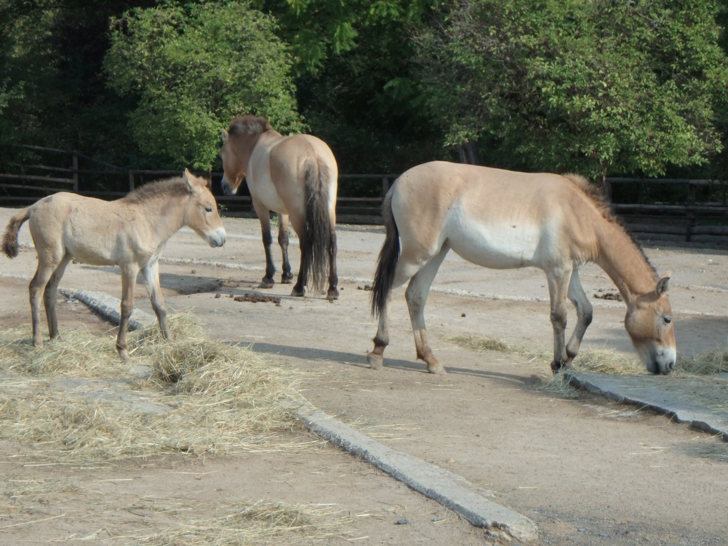 Przewalski's wild horses