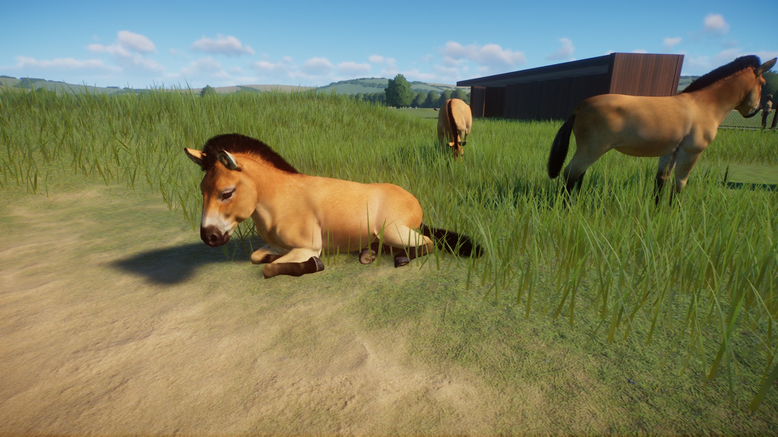 Przewalskis Wild Horses