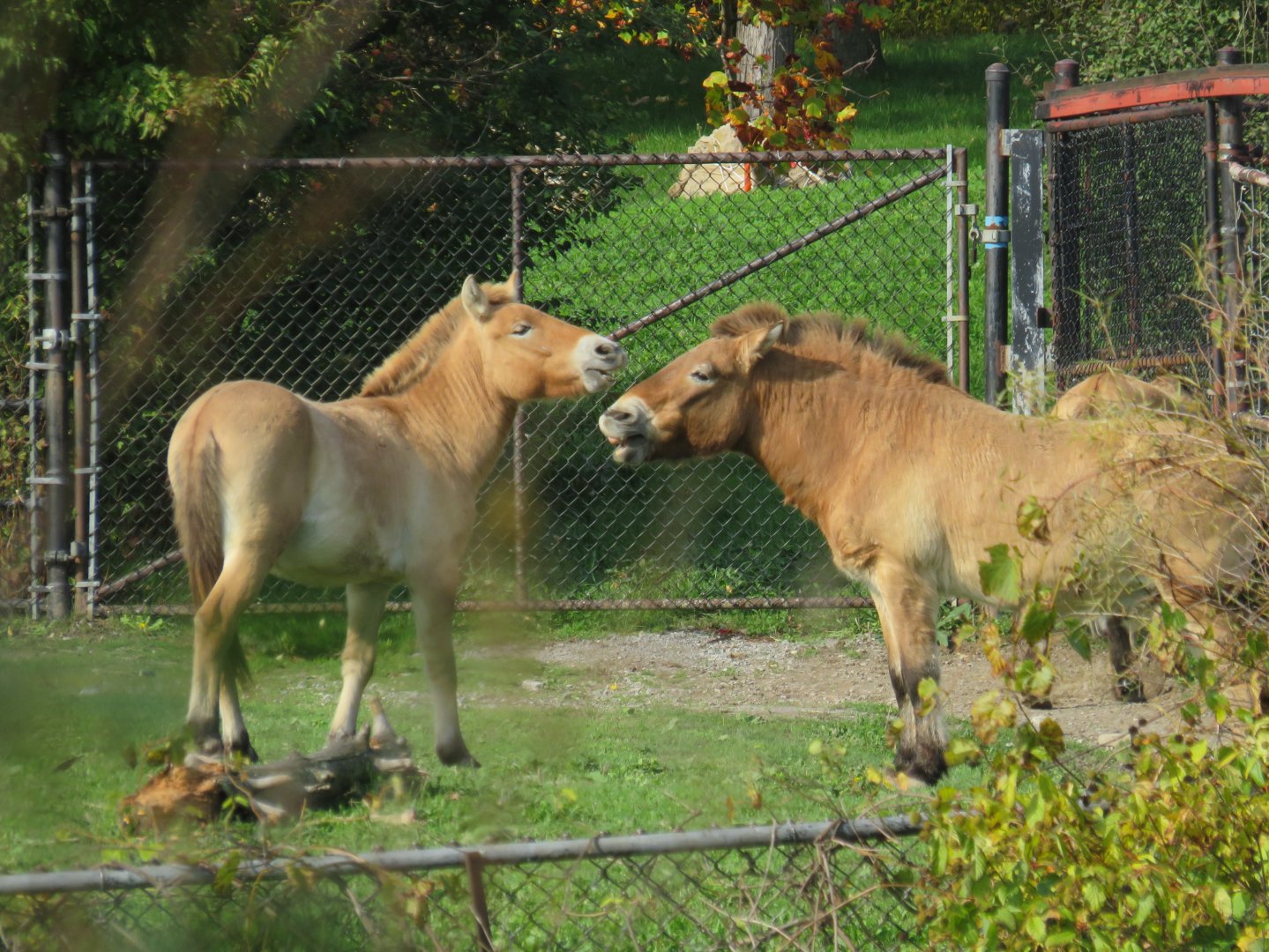 Przewalski's wild horses