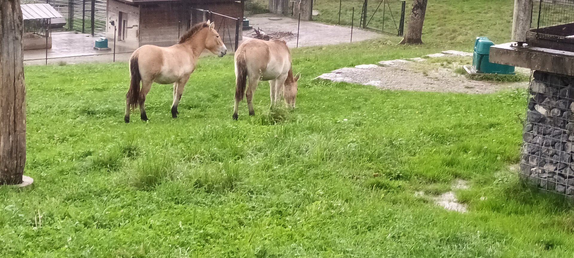 Przewalskis Wild Horses