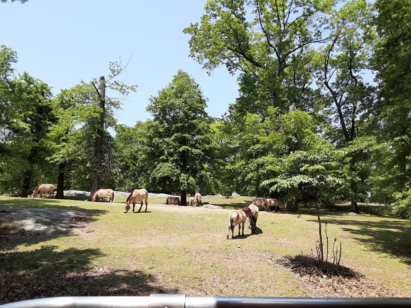 Przewalski's Wild Horses