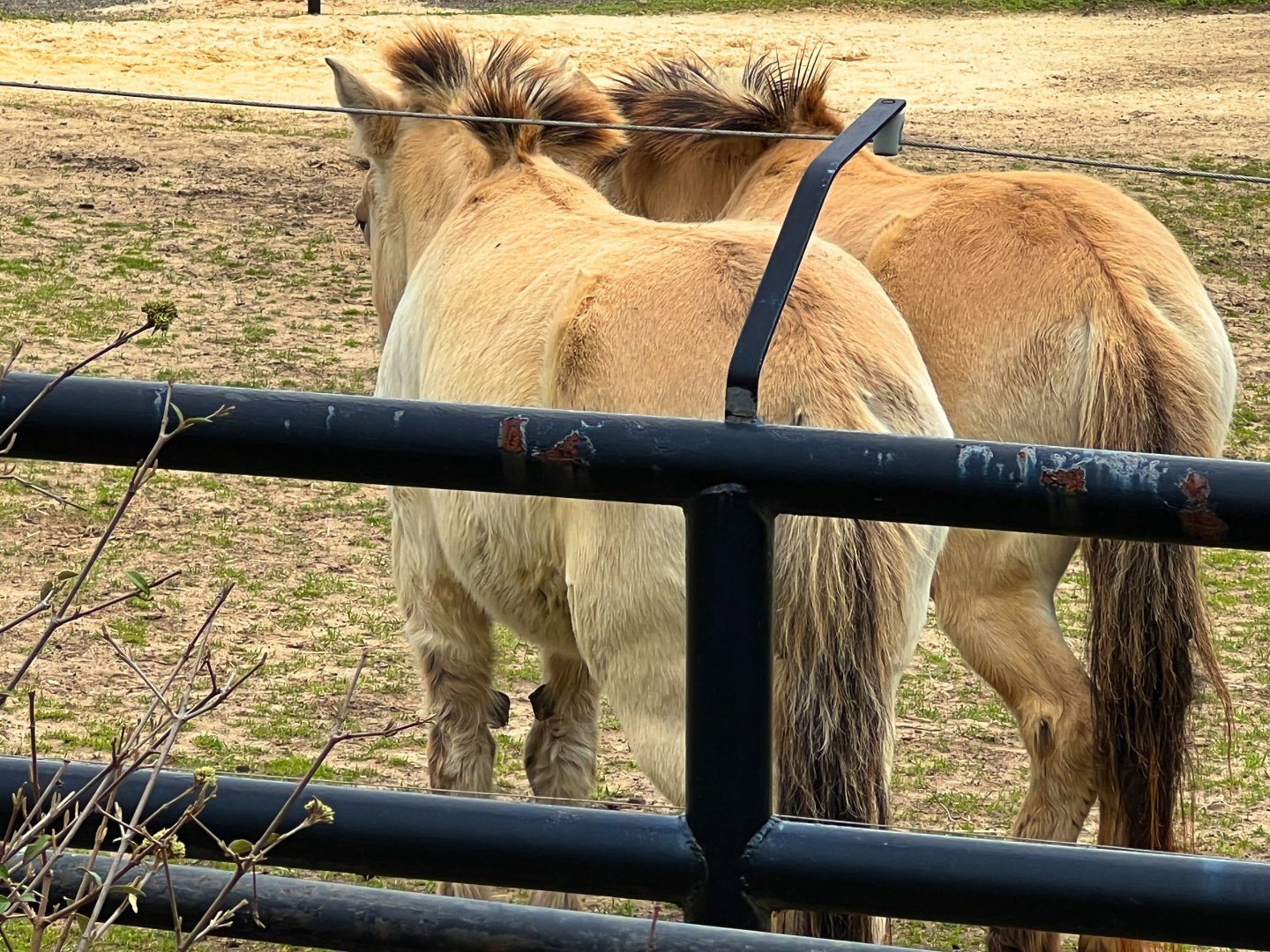 Przewalski's Wild Horses