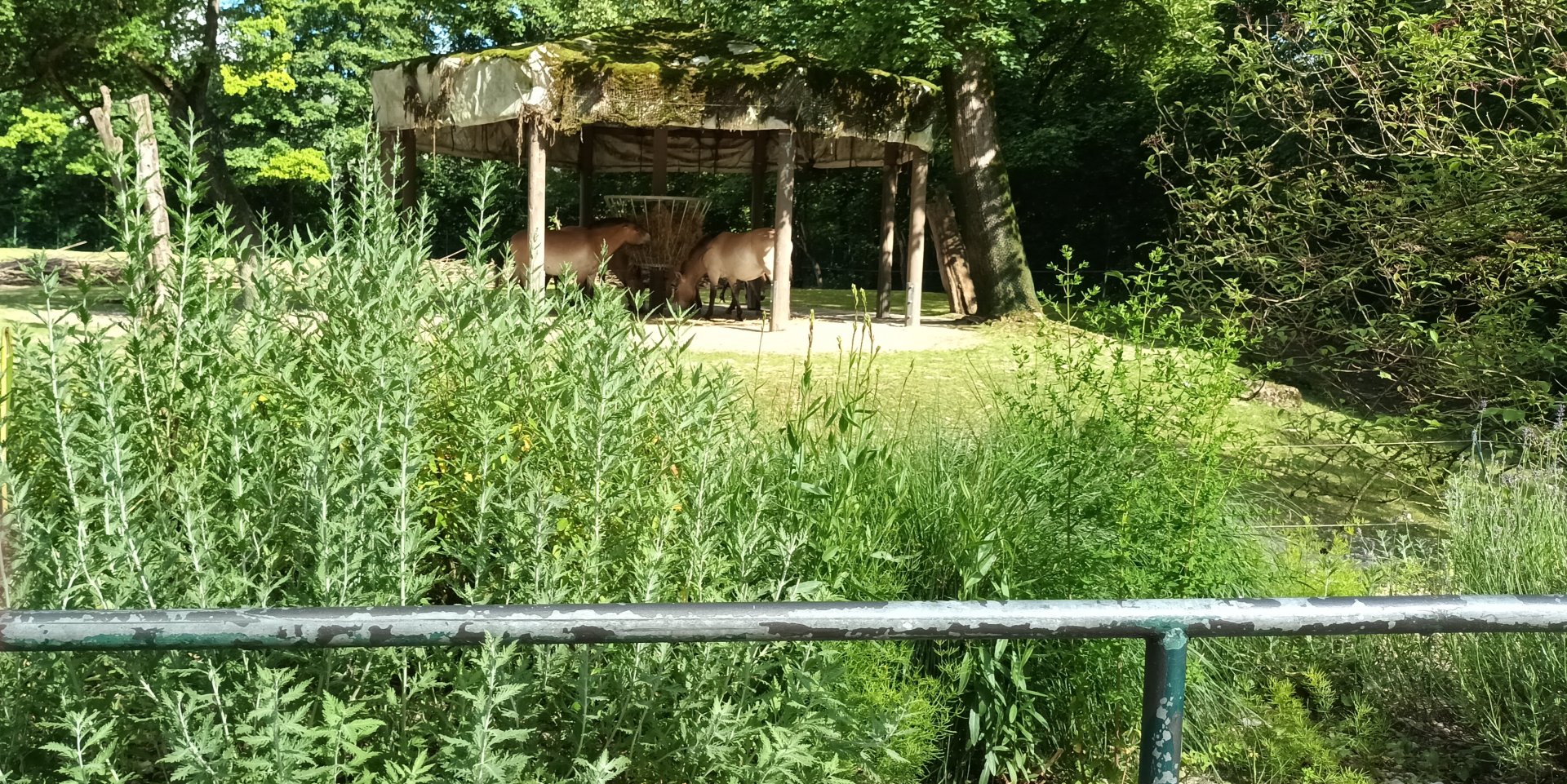 Przewalskis wild Horses