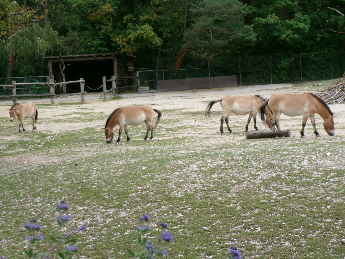 Przewalski's wild horses