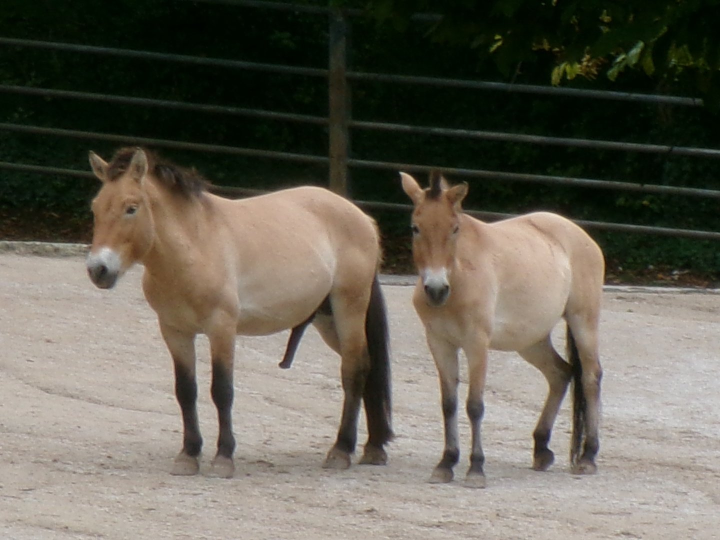 Przewalski's wild horses