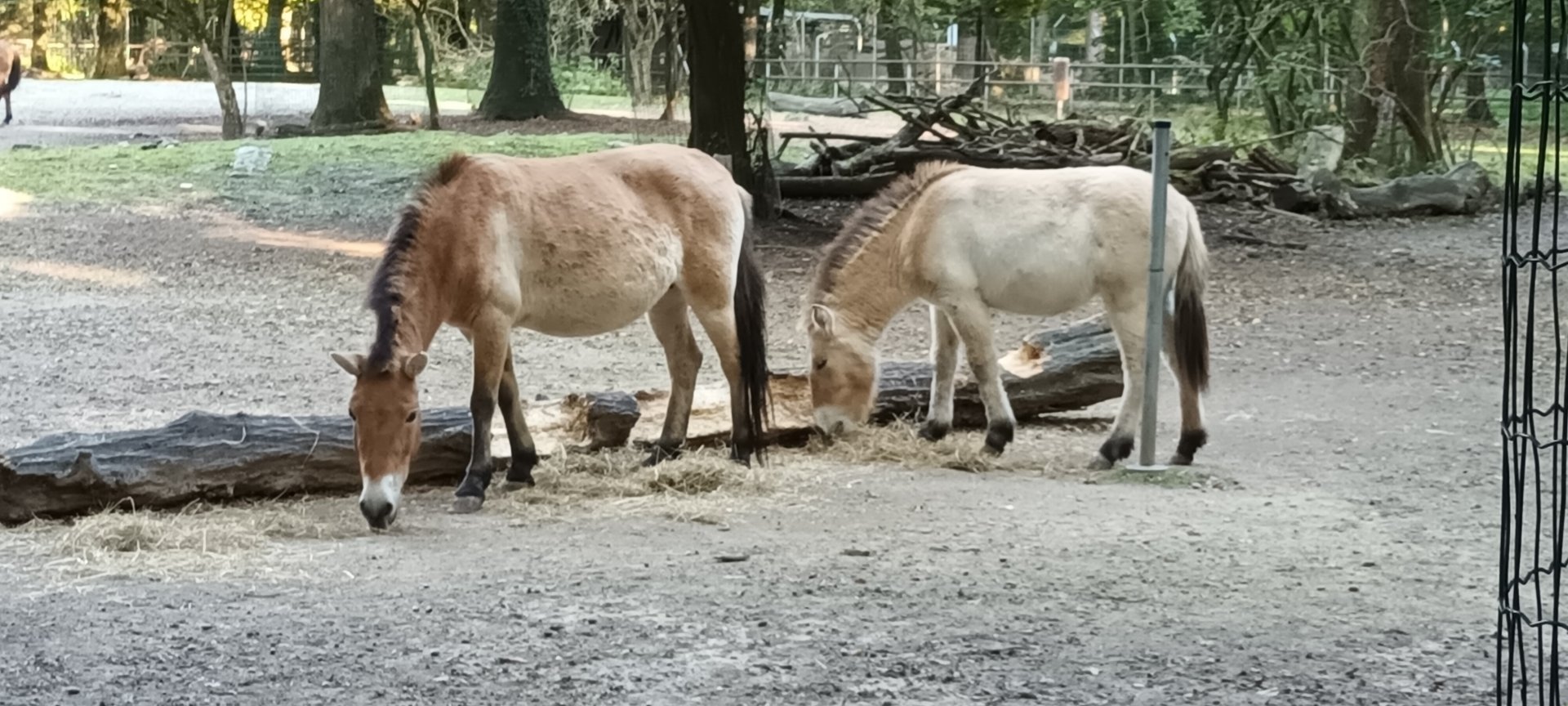 Przewalskis wild Horses