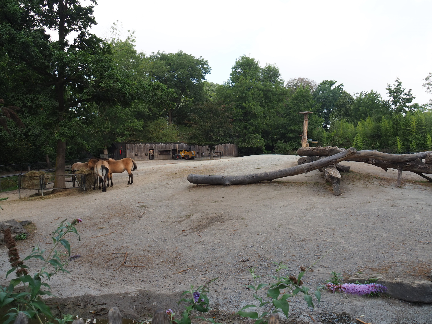 Przewalski's wilde horse paddock, 2020-08-15