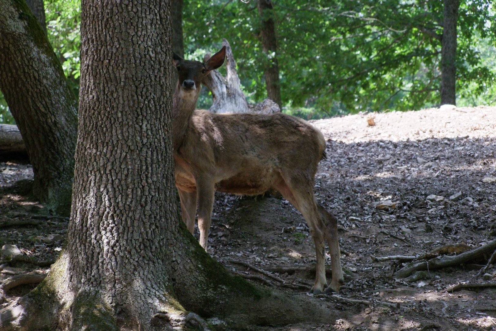 Przewalskium albirostris