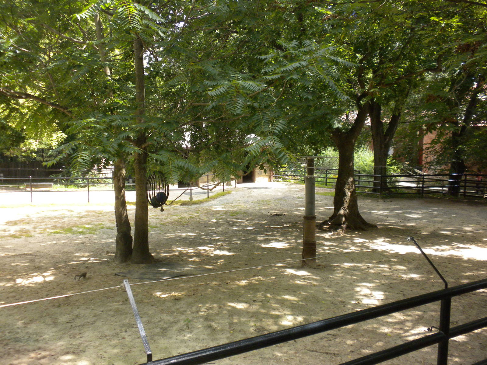 Przewalsk's Horse Exhibit